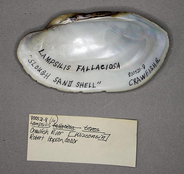 specimen