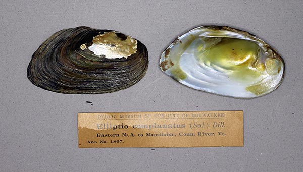 specimen