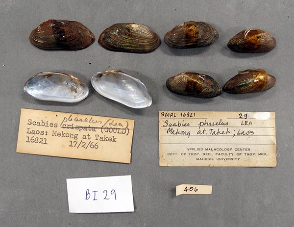 specimen