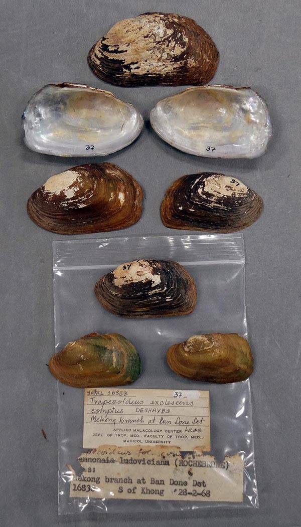 specimen