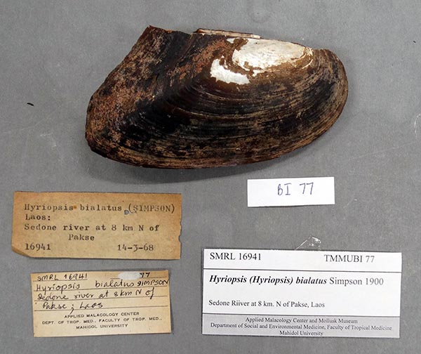specimen