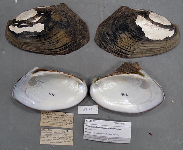 specimen