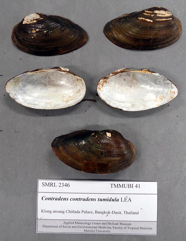 specimen