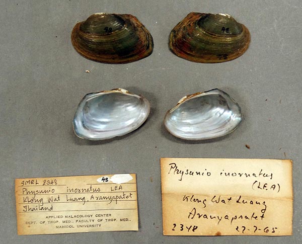specimen