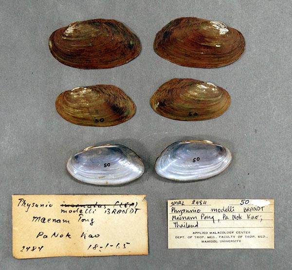 specimen