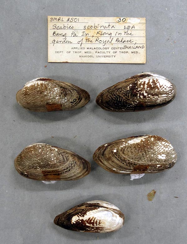 specimen