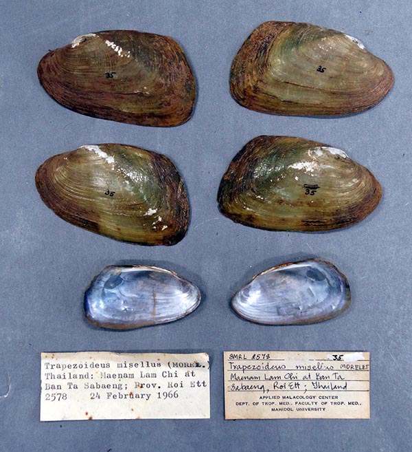 specimen