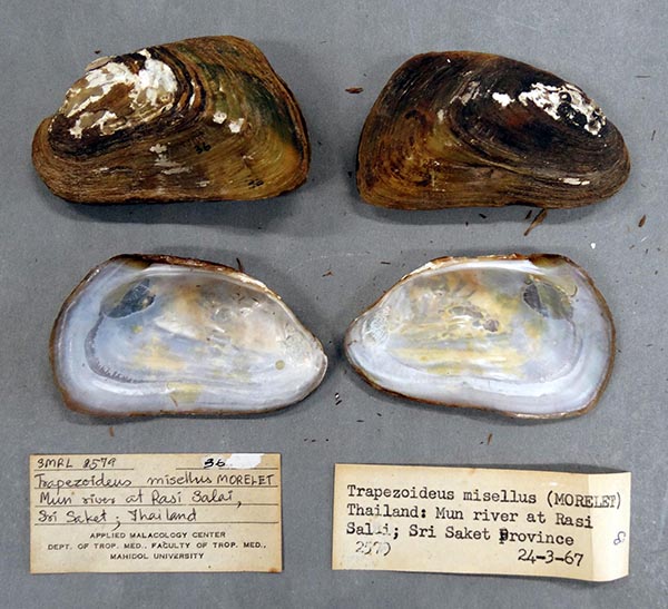 specimen