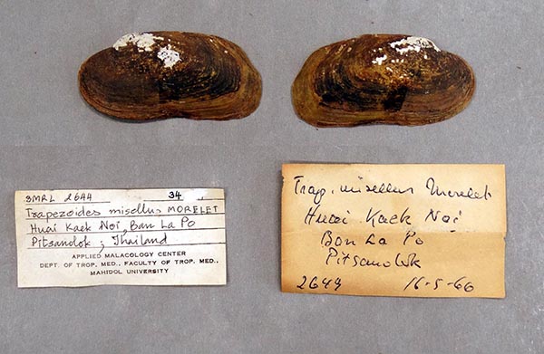 specimen