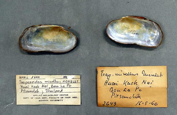 specimen