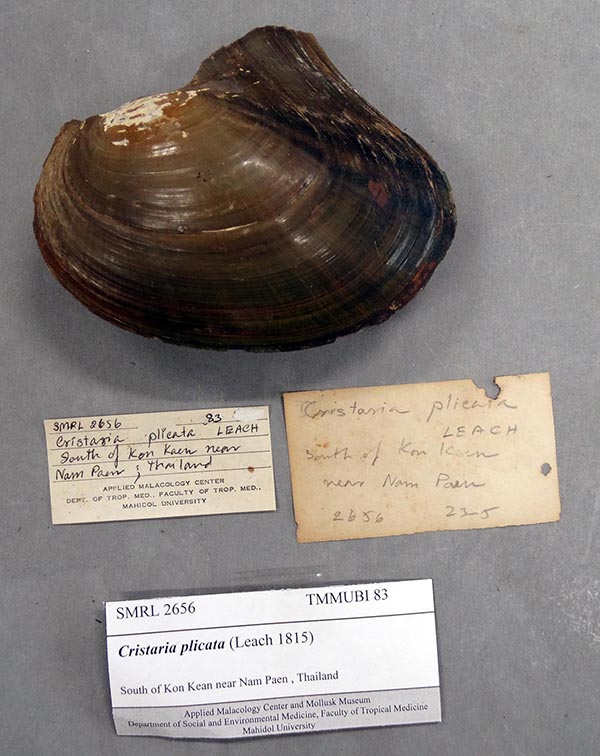 specimen