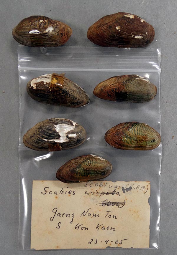 specimen