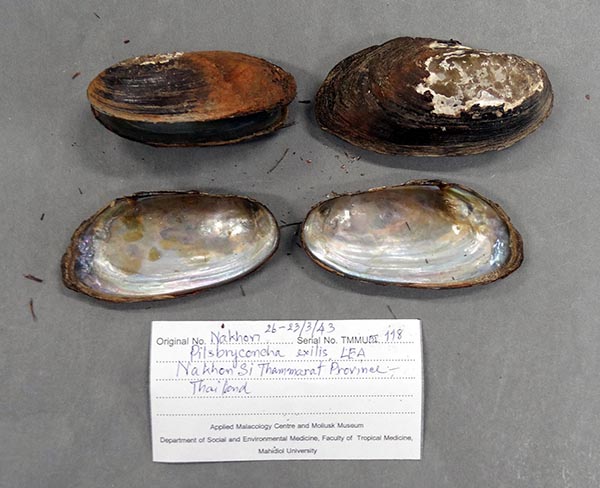 specimen