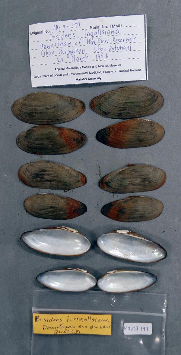 specimen