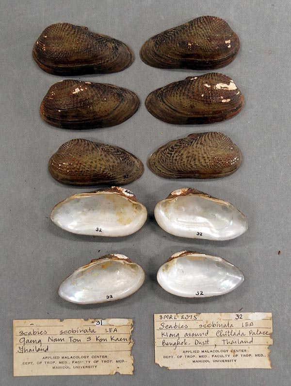 specimen