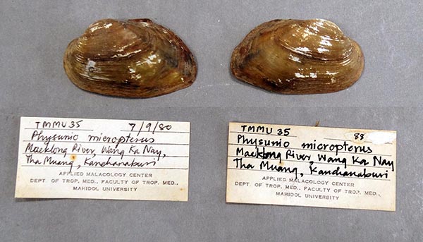 specimen