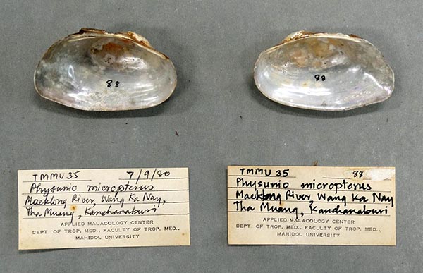 specimen