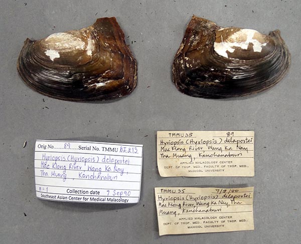 specimen