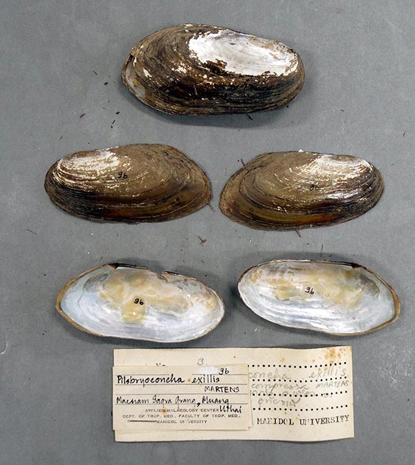 specimen