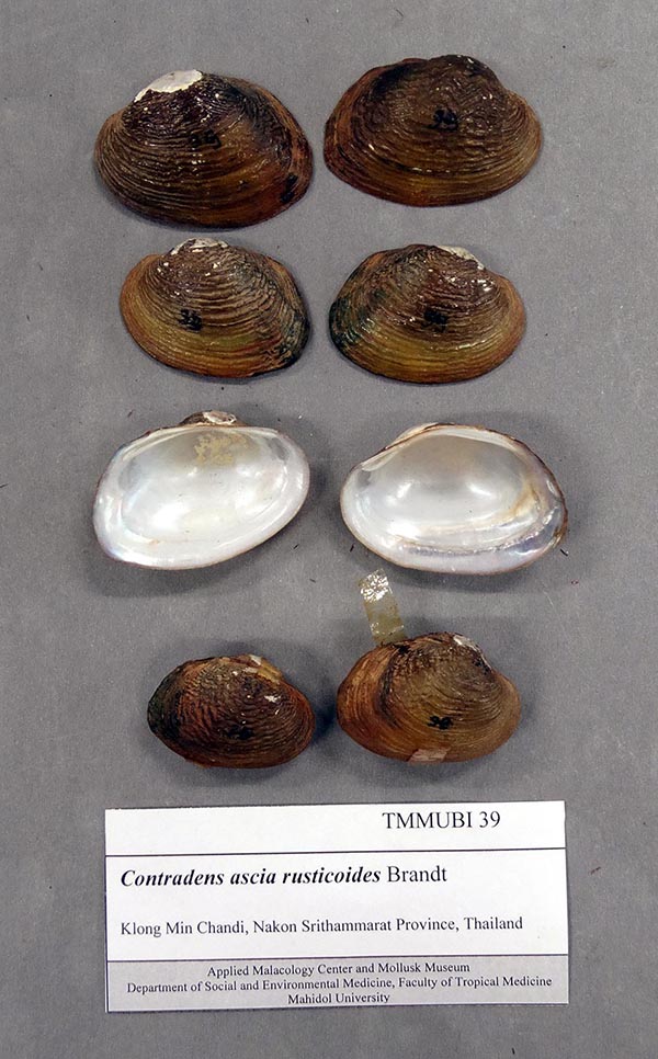 specimen