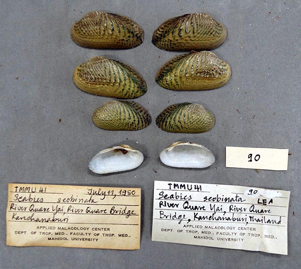 specimen