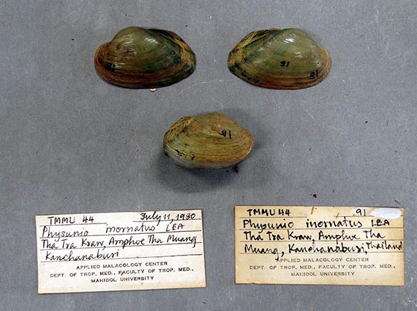 specimen