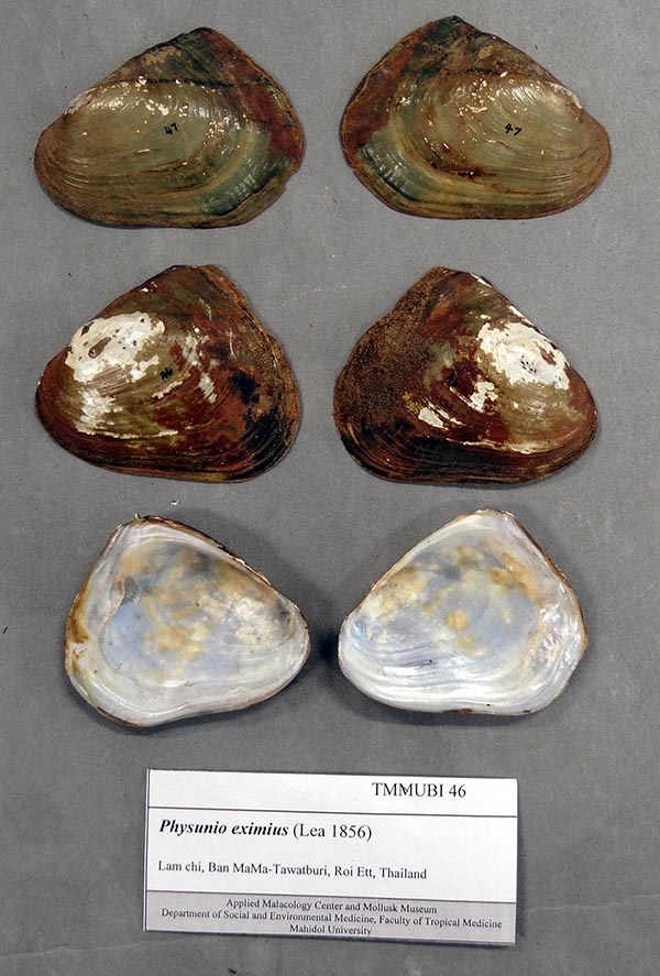 specimen
