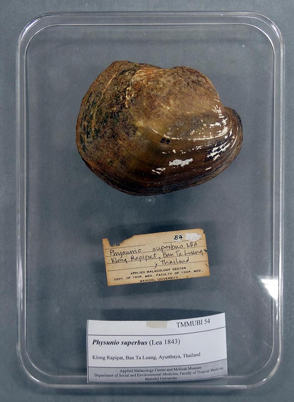 specimen