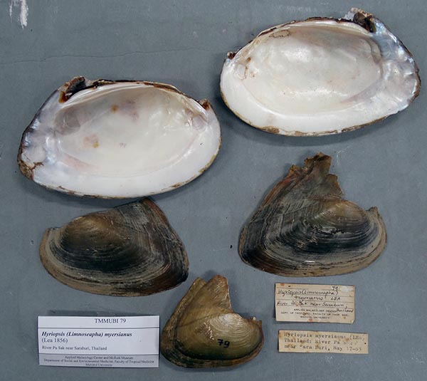specimen