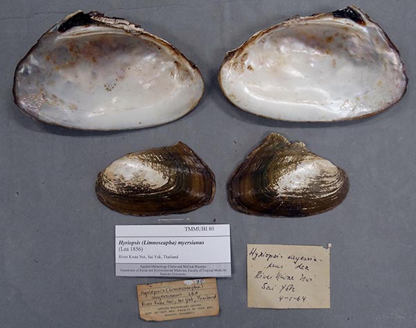 specimen