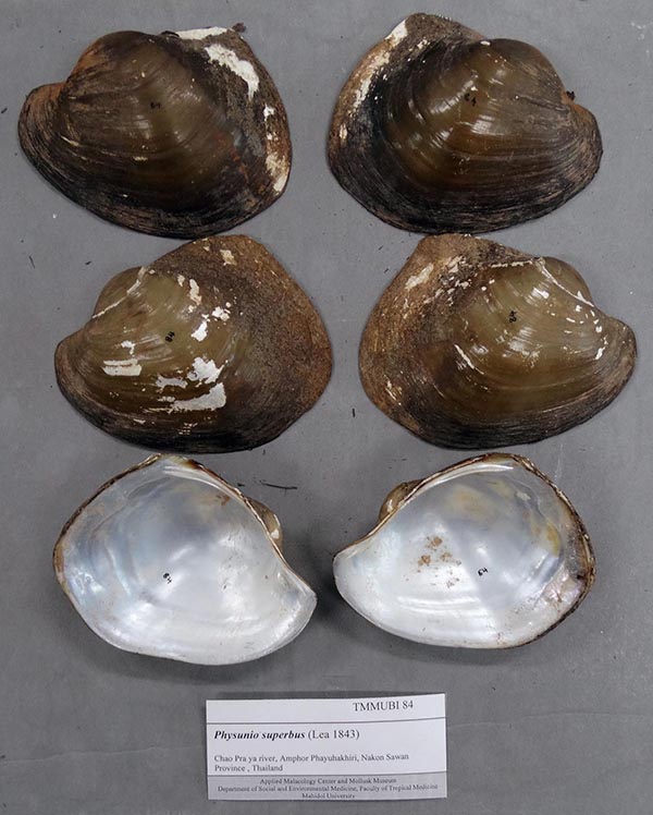 specimen