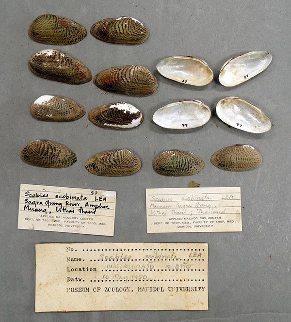 specimen