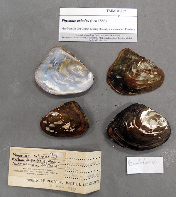 specimen