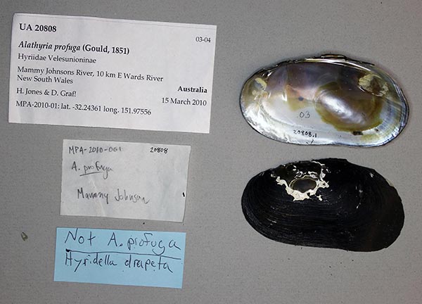 specimen