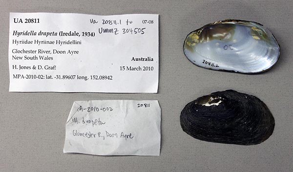 specimen