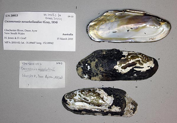 specimen
