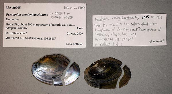 specimen
