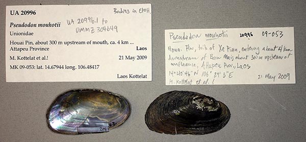 specimen
