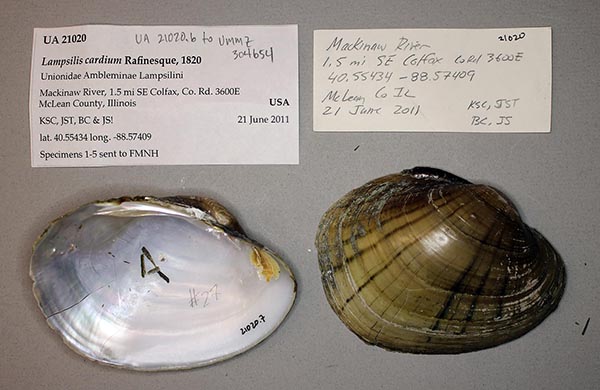 specimen