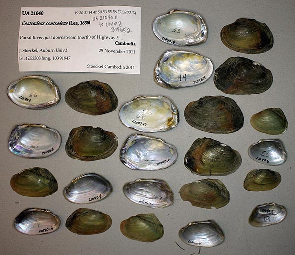 specimen