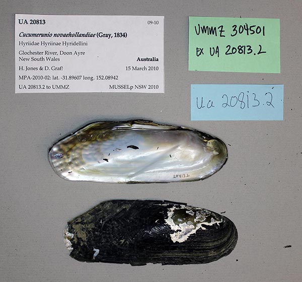 specimen