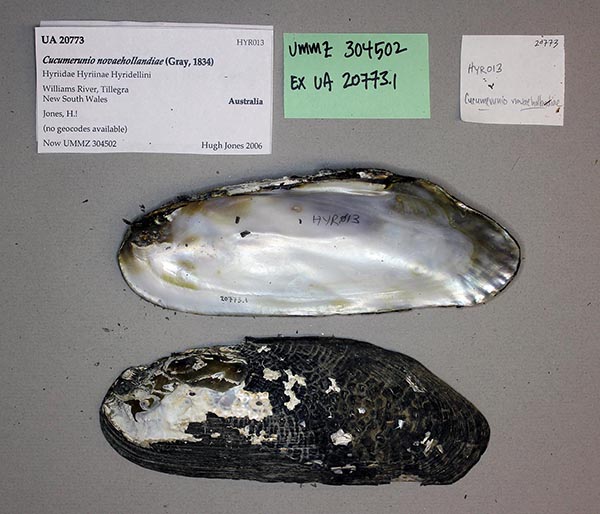 specimen