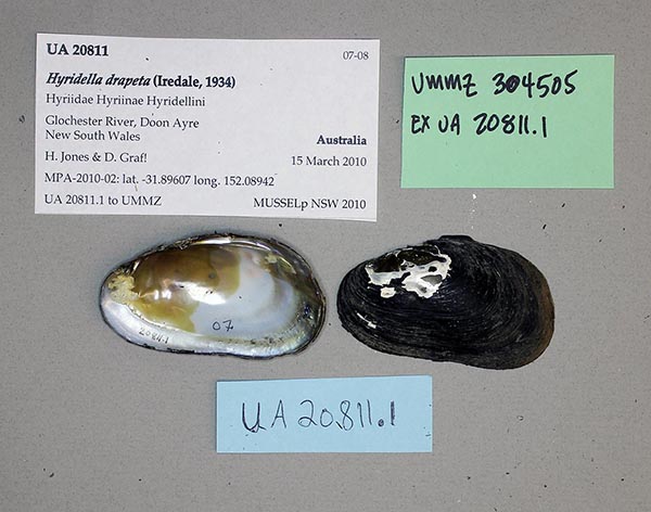 specimen