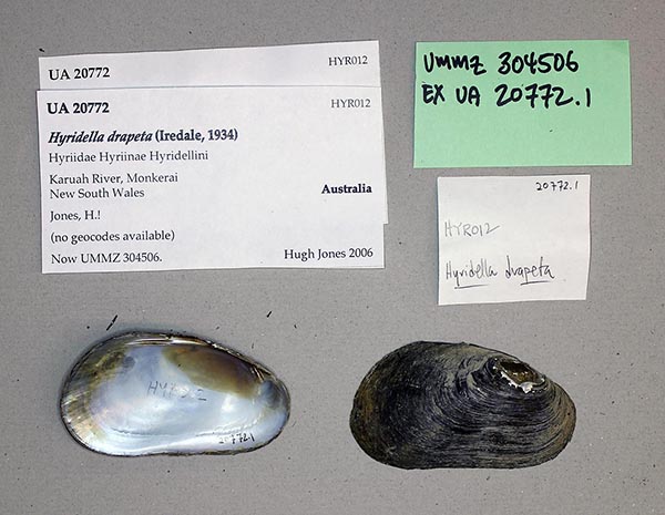 specimen