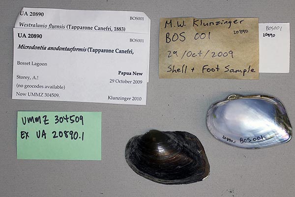 specimen