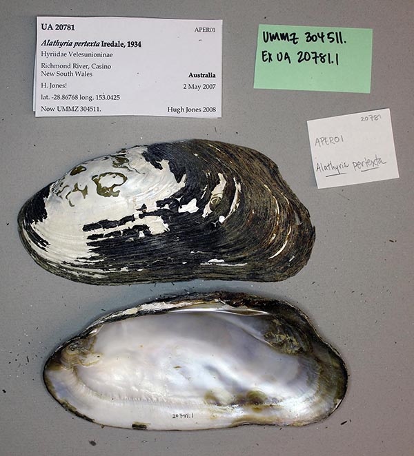 specimen