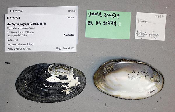 specimen