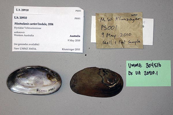 specimen