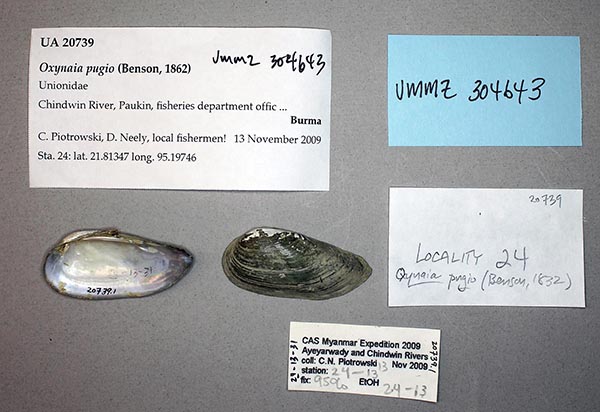 specimen