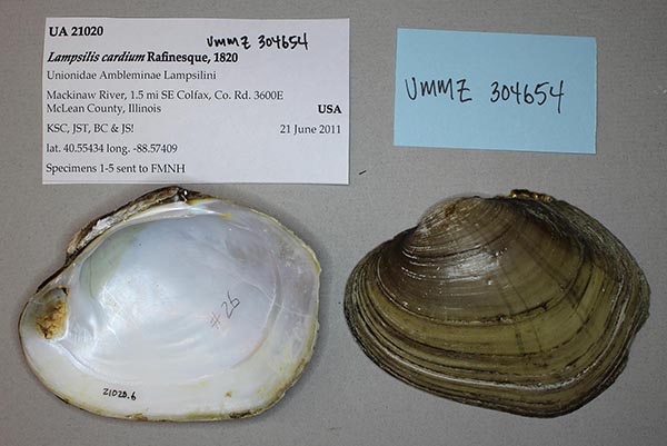 specimen